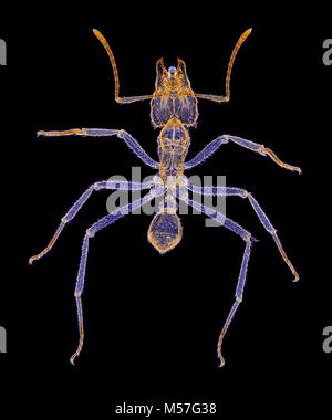 Sonnenschirm ant Atta texana, Trinidad, Dunkelfeld, photomicrograph Stockfoto