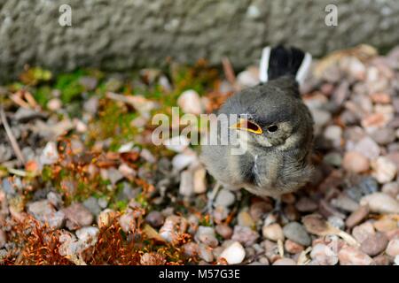 Nahaufnahme, Porträt eines Babys Bachstelze Stockfoto