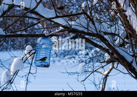 Tomtit Vogel und ein Bird Feeder, gebildet von einem Ballon aus Kunststoff in einem Park. Unterstützung von Vögeln und Tieren während der kalten Jahreszeit Stockfoto