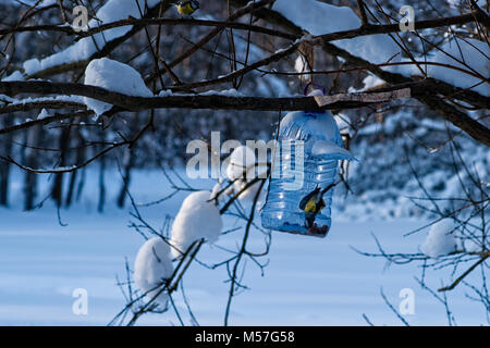 Tomtit Vogel und ein Bird Feeder, gebildet von einem Ballon aus Kunststoff in einem Park. Unterstützung von Vögeln und Tieren während der kalten Jahreszeit Stockfoto