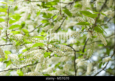 Nahaufnahme der Frühling blühende Prunus padus weiße Blüten, wie Vogel Kirsche, Hackberry, hagberry oder Mayday Baum bekannt Stockfoto
