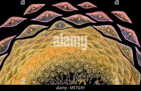 Darkfield photomicrograph, Cirsium vulgare, den Speer Thistle, bull Thistle, oder Common Thistle, Rosette detail Stockfoto