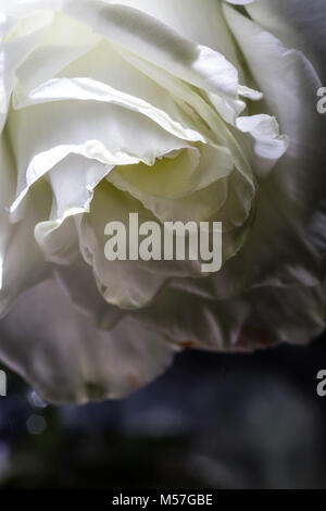 Rose, Blume, Makro, Linien, Kurven, schöne, kontrastreiche, romantisch, Valentinstag, Liebe, bunt, Farbe, Textur, Kunst, Illustration, Textur Stockfoto