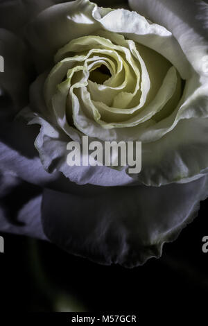 Rose, Blume, Makro, Linien, Kurven, schöne, kontrastreiche, romantisch, Valentinstag, Liebe, bunt, Farbe, Textur, Kunst, Illustration, Textur Stockfoto