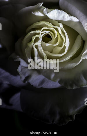 Rose, Blume, Makro, Linien, Kurven, schöne, kontrastreiche, romantisch, Valentinstag, Liebe, bunt, Farbe, Textur, Kunst, Illustration, Textur Stockfoto