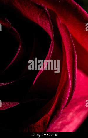 Rose, Blüte, Rot, Makro, Linien, Kurven, schöne, kontrastreiche, romantisch, Valentinstag, Liebe, bunt, Farbe, Textur, Kunst, Illustration, Textur Stockfoto