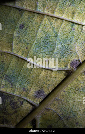 Blätter, grün, Streifen, Design, Makro, Herbst, die Details, Venen Stockfoto