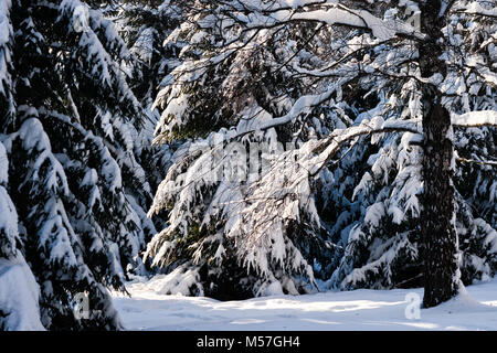 Schnee und Eiszapfen Äste und Zweige der eine Birke vor dem Hintergrund der Fichten, Tannen in einem Winter Forest. Sonnigen Tag Stockfoto