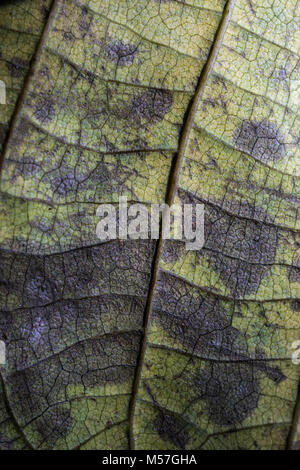 Blätter, grün, Streifen, Design, Makro, Herbst, die Details, Venen Stockfoto