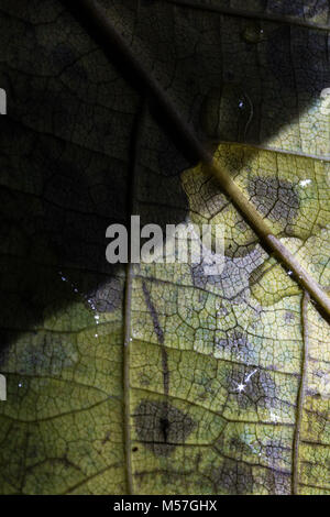 Blätter, grün, Streifen, Design, Makro, Herbst, die Details, Venen Stockfoto