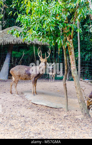 Barasingha (Cervus duvauceli), auch genannt Rotwild Sumpf, anmutige Reh, aus der Familie der Cervidae (Artiodactyla) Stockfoto