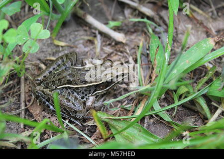 Südliche Leopard Frog in eine Rasenfläche in der Nähe von einem Teich sitzen. Er hat glatte Haut und einen spitzen Kopf. Er lebt in Central Texas. Stockfoto