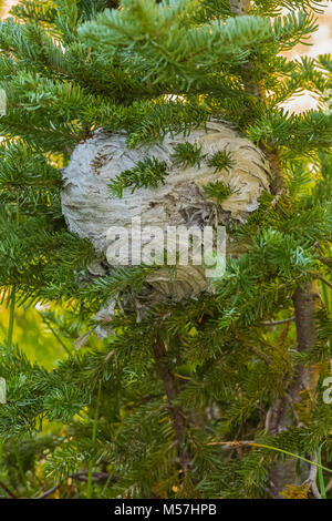 Glatze - Hornet, Dolichovespula maculate, Nest entlang der Grand Pass Trail während einer Rucksacktour in Grand Valley in Olympic National Par gesehen konfrontiert Stockfoto