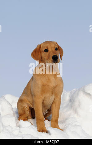 Labrador Retriever, Gelb, Welpe 10 Wochen, sitzt im Schnee Stockfoto