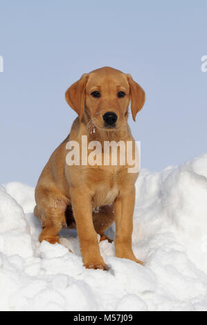 Labrador Retriever, Gelb, Welpe 10 Wochen, sitzt im Schnee Stockfoto