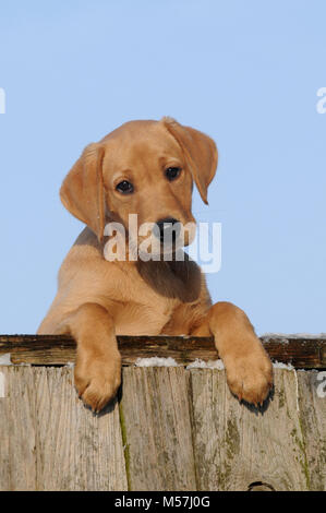 Labrador Retriever, Gelb, Welpe 10 Wochen, treu Aussehen Stockfoto