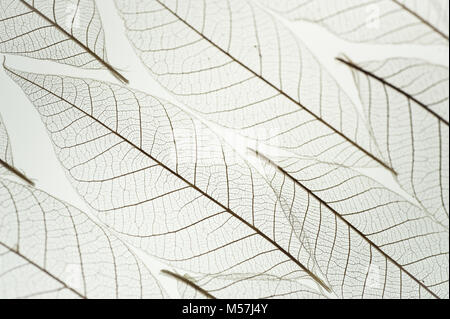 Weiße Textur Makro Hintergrund von Skelett Blätter der erfreulichen Muster zurück lit. Transparente Blätter mit selektiven Fokus. Mit Raum für Text auf Abstrakten Stockfoto