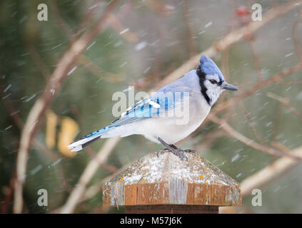 Bild horizontal männlich Blue Jay mit weichen bokeh Hintergrund, Schneefall machen für eine ruhige Szene. Stockfoto