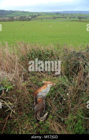 Tot Fuchs und Herde von Schafen im Hintergrund auf einem Ackerland in East Devon Stockfoto