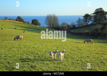 Lämmer weiden auf ein Ackerland mit Meer im Hintergrund in der Nähe von Dorf Bier in Devon Stockfoto