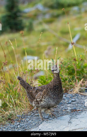 Verrußtes Grouse, Dendragapus fuliginosus, weiblich, Teil einer Covey von Mutter und fast Jugendlichen gewachsen, während einer Rucksacktour in Grand Valley beobachtet Stockfoto