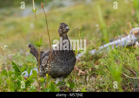 Verrußtes Grouse, Dendragapus fuliginosus, weiblich, Teil einer Covey von Mutter und fast Jugendlichen gewachsen, während einer Rucksacktour in Grand Valley beobachtet Stockfoto