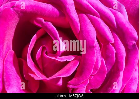 Foto von der Mitte einer rosa Rose Stockfoto