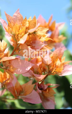 Pastellfarben Bougainvillea Stockfoto