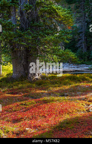 Cascade Huckleberry, aka Kaskaden Heidelbeere Vaccinium deliciosum, im Herbst Farbe mit Subalpine Fir, Abies lasiocarpa, zusammen Moose Lake durin gesehen Stockfoto