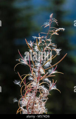 Fireweed, Chamerion angustifolium, aka Epilobium angustifolium, Samen in einer hohen Wiese, beobachtet während einer Rucksacktour in Grand Valley i Stockfoto