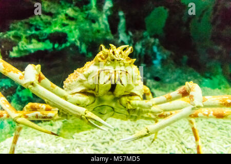Close-up Ryan meer Krabben oder Alaska King Crab in Aquarium in Pattaya City, Thailand Stockfoto