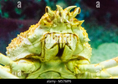 Close-up Ryan meer Krabben oder Alaska King Crab in Aquarium in Pattaya City, Thailand Stockfoto