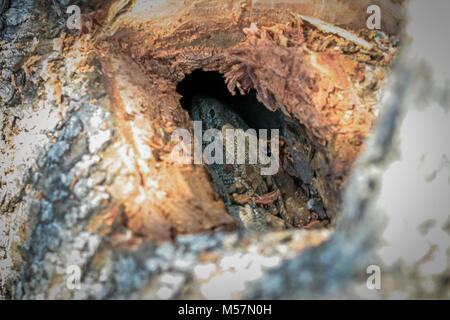 San Stammesangehörigen Jagd in den umliegenden Buschland für Eidechsen. Stockfoto