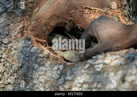 San Stammesangehörigen Jagd in den umliegenden Buschland für Eidechsen. Stockfoto