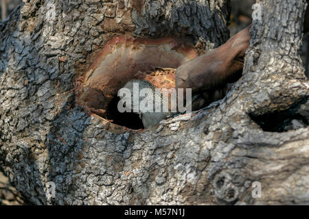 San Stammesangehörigen Jagd in den umliegenden Buschland für Eidechsen. Stockfoto