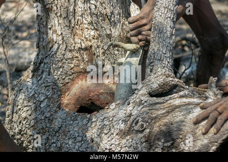 San Stammesangehörigen Jagd in den umliegenden Buschland für Eidechsen. Stockfoto