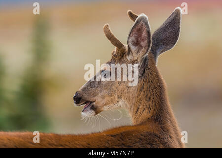 Blacktail Rotwild, Odocoileus hemionus ssp. Columbianus, Buck in Velvet an Obstruction Point in Olympic National Park, Washington State, USA Stockfoto