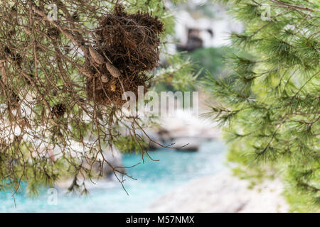 Kiefernzapfen einer Kiefer aus der Umgebung des Caló des Moro auf der Insel Mallorca, Spanien. Stockfoto