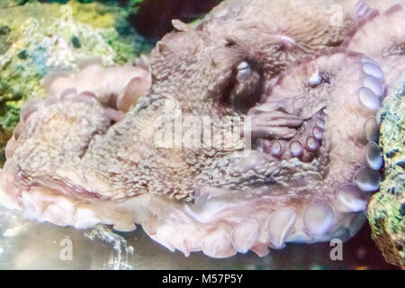 Giant Octopus lauert in der Coral Gables warten die Opfer anzugreifen. Stockfoto