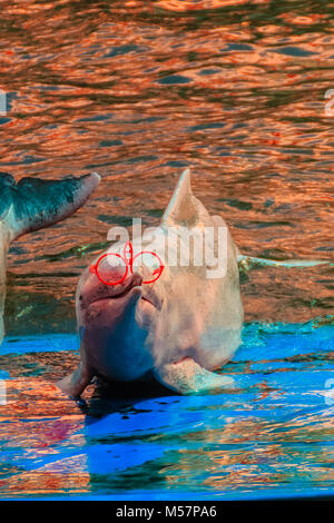 Cute Indopazifik Buckelwale dolphin (Sousa chinensis), oder Rosa Delfin, oder der Chinesische Weiße Delfin ist das Tragen von Sonnenbrillen und Tanz zeigt. Stockfoto