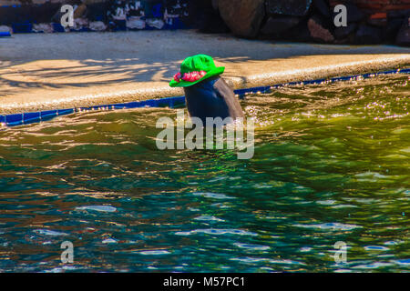 Cute Dolphin ist Ball spielen und Tanzen zeigt in den Pool. Stockfoto