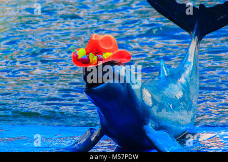 Cute Irrawaddy-delfine (Orcaella brevirostris) trägt orange Hut und Tanzen auf dem Board in der Dolphin zeigt. Stockfoto