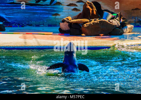 Cute Irrawaddy-delfine (Orcaella brevirostris) ist schwimmend im Wasser und springen in die Luft in der Dolphin zeigt. Stockfoto