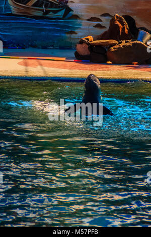 Cute Irrawaddy-delfine (Orcaella brevirostris) ist schwimmend im Wasser und springen in die Luft in der Dolphin zeigt. Stockfoto