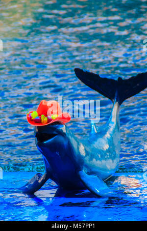 Cute Irrawaddy-delfine (Orcaella brevirostris) trägt orange Hut und Tanzen auf dem Board in der Dolphin zeigt. Stockfoto