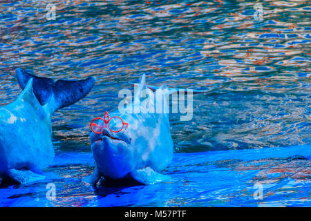 Cute Indopazifik Buckelwale dolphin (Sousa chinensis), oder Rosa Delfin, oder der Chinesische Weiße Delfin ist das Tragen von Sonnenbrillen und Tanz zeigt. Stockfoto