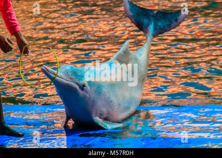 Cute Indopazifik Buckelwale dolphin (Sousa chinensis), oder Rosa Delfin, oder Chinesische Weiße Delphin spielt Hoop und Tanzshows Stockfoto