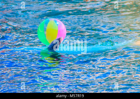 Cute Dolphin ist Ball spielen und Tanzen zeigt in den Pool. Stockfoto