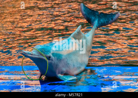 Cute Indopazifik Buckelwale dolphin (Sousa chinensis), oder Rosa Delfin, oder Chinesische Weiße Delphin spielt Hoop und Tanzshows Stockfoto