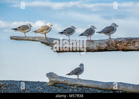 Sechs Möwen sitzen auf zwei Filialen einer großen treibholz Baum auf einem Kieselstrand. Ein Vogel von der Sonne in der Nähe von Sunset leuchtet, ist der Rest sind im Schatten Stockfoto